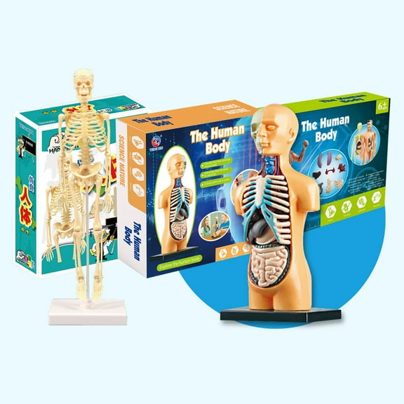 Teaching AIDS,Simple Tool Kit Human Body Model Display Stem Educational Model Simple Tool Model Display Stem Zsem Kit Anay Model Dsfen Laoshe