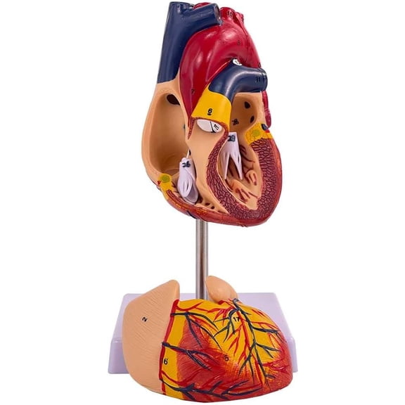 Teaching Model,Heart Model Life Size Heart Anatomy Model with 2 Detachable Parts and Digital Labeled, Shows The Normal Morphology of The Heart