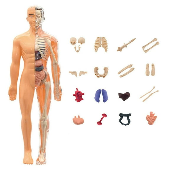 Teaching Tool 3D Human Torso Model DIY Mannequin Skeleton Anatomy Model