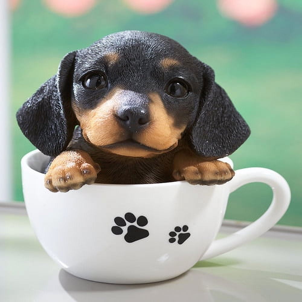 Scotchi, it's a tea cup dog  Cute baby puppies, Baby puppies, Puppies