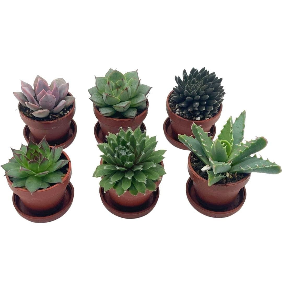 Succulent Garden Gift