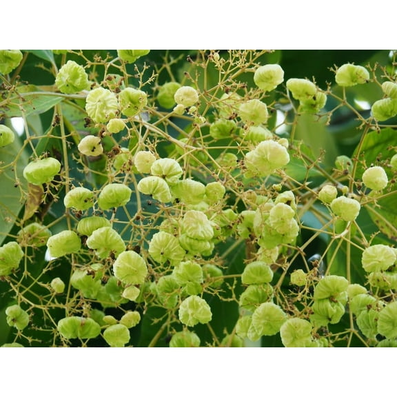 CZ Grain Teak Tree Seeds (5 Seeds), Durable Tropical Hardwood for Planting