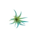 thumbnail image 1 of Teal Blue Colorful Tillandsia Air Plants - Long Lasting Color Enhanced Live Tillandsia Succulent House Plants - Home and Garden Decor - Easy Care Indoor and Outdoor (Brachycaulos Abdita, Single), 1 of 15