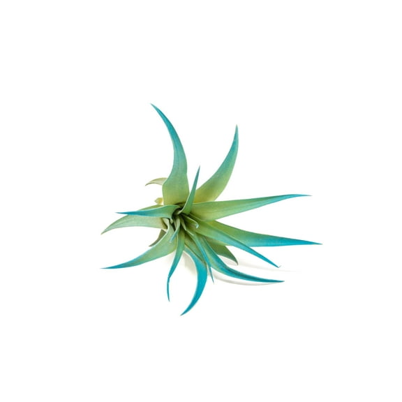Teal Blue Colorful Tillandsia Air Plants - Long Lasting Color Enhanced Live Tillandsia Succulent House Plants - Home and Garden Decor - Easy Care Indoor and Outdoor (Brachycaulos Abdita, Single)