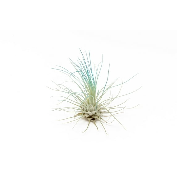 Teal Blue Colorful Tillandsia Air Plants - Long Lasting Color Enhanced Live Tillandsia Succulent House Plants - Home and Garden Decor - Easy Care Indoor and Outdoor (Argentea Thin, Single)