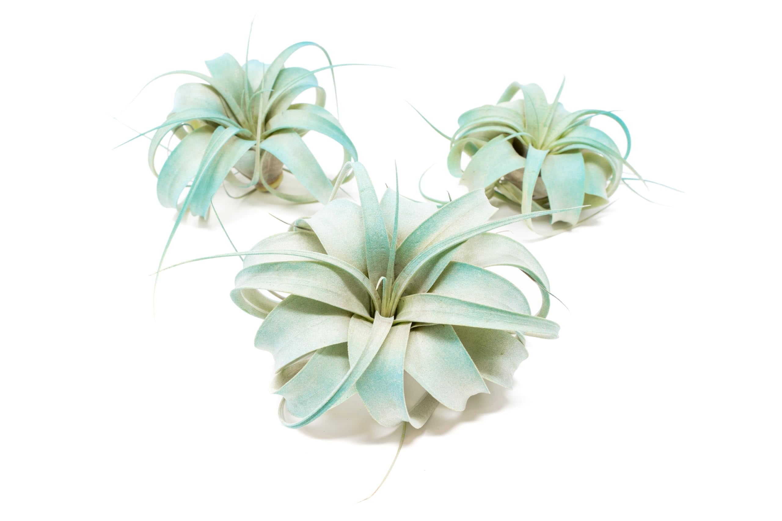 Teal Blue Colorful Tillandsia Air Plants - Long Lasting Color Enhanced Live Tillandsia Succulent House Plants - Home and Garden Decor - Easy Care Indoor and Outdoor (Mini Xerographica, Pack of 3)