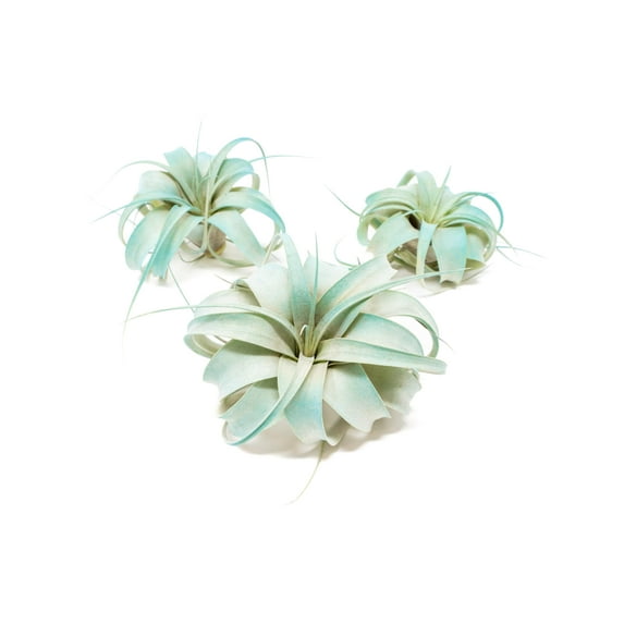 Teal Blue Colorful Tillandsia Air Plants - Long Lasting Color Enhanced Live Tillandsia Succulent House Plants - Home and Garden Decor - Easy Care Indoor and Outdoor (Mini Xerographica, Pack of 3)