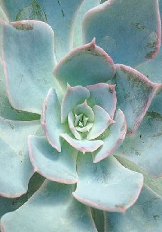 Teal Succulent Vertical Canvas Art - Susan Bryant (12 x 18)