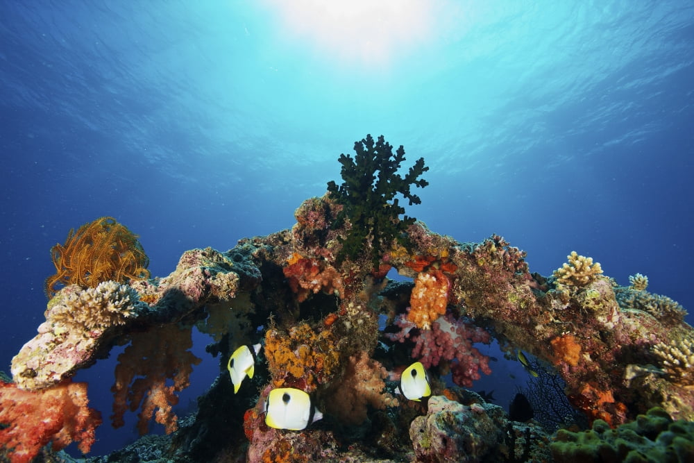 Teardrop Butterflyfish swim within a protective coral arch Fiji Canvas Art - Terry MooreStocktrek Images (18 x 12)