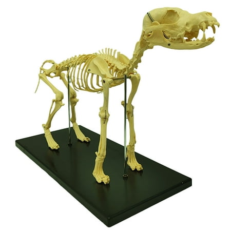 Techtongda Canine Skeleton Standard Size Dog Education Model Display Lab Veterinary Animals Teaching Model