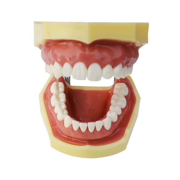 Techtongda Tooth Teaching Giant Teeth Model Extractions of Education Removable