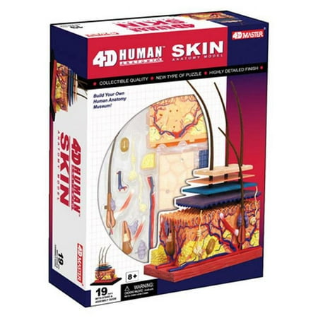 Tedco Toys 26066 4D Human Anatomy Skin Model