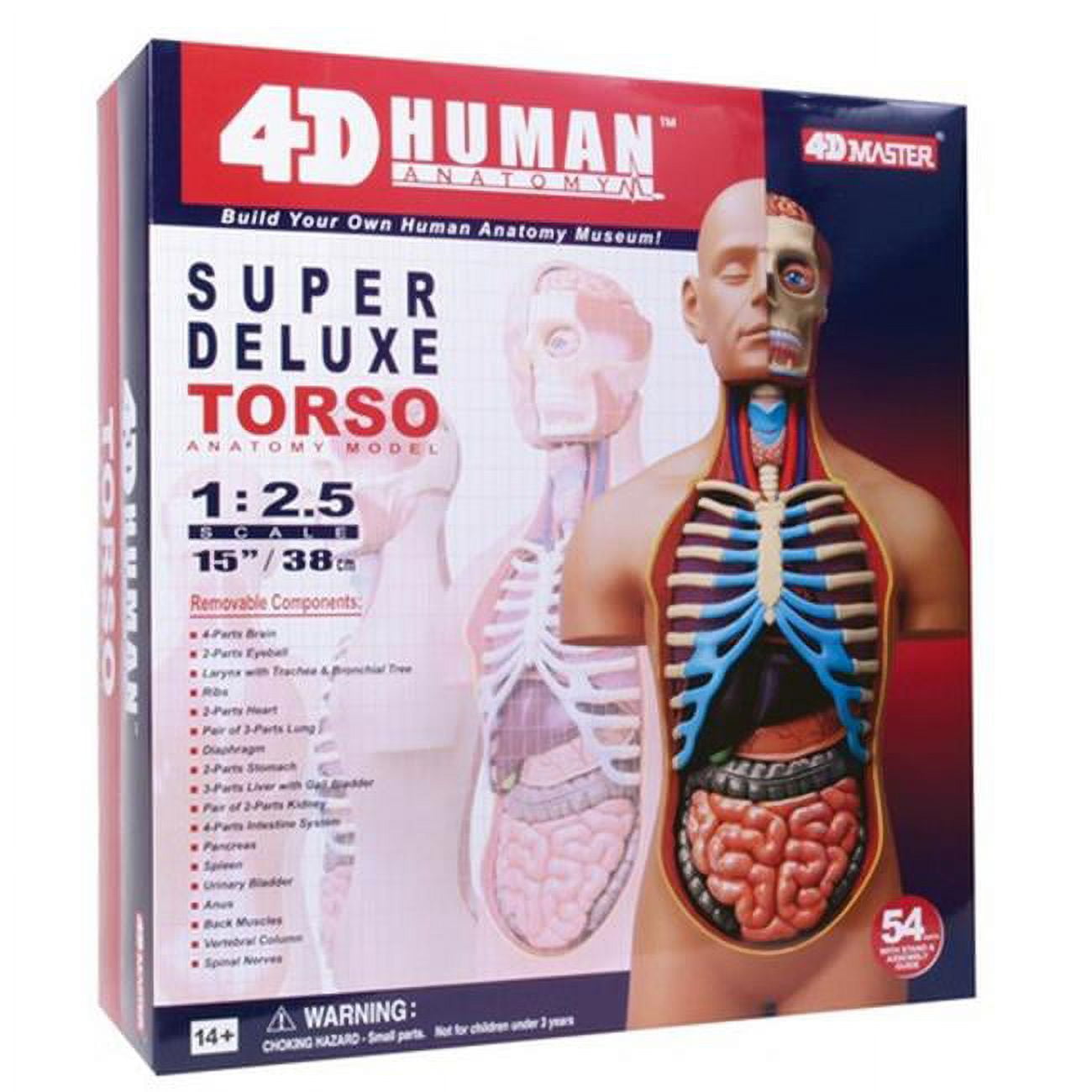 Tedco Toys 4D Deluxe Torso Human Anatomy Model, Visible Organs