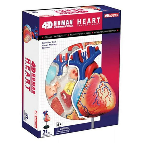 Tedco Toys 4-D Anatomy Heart Model
