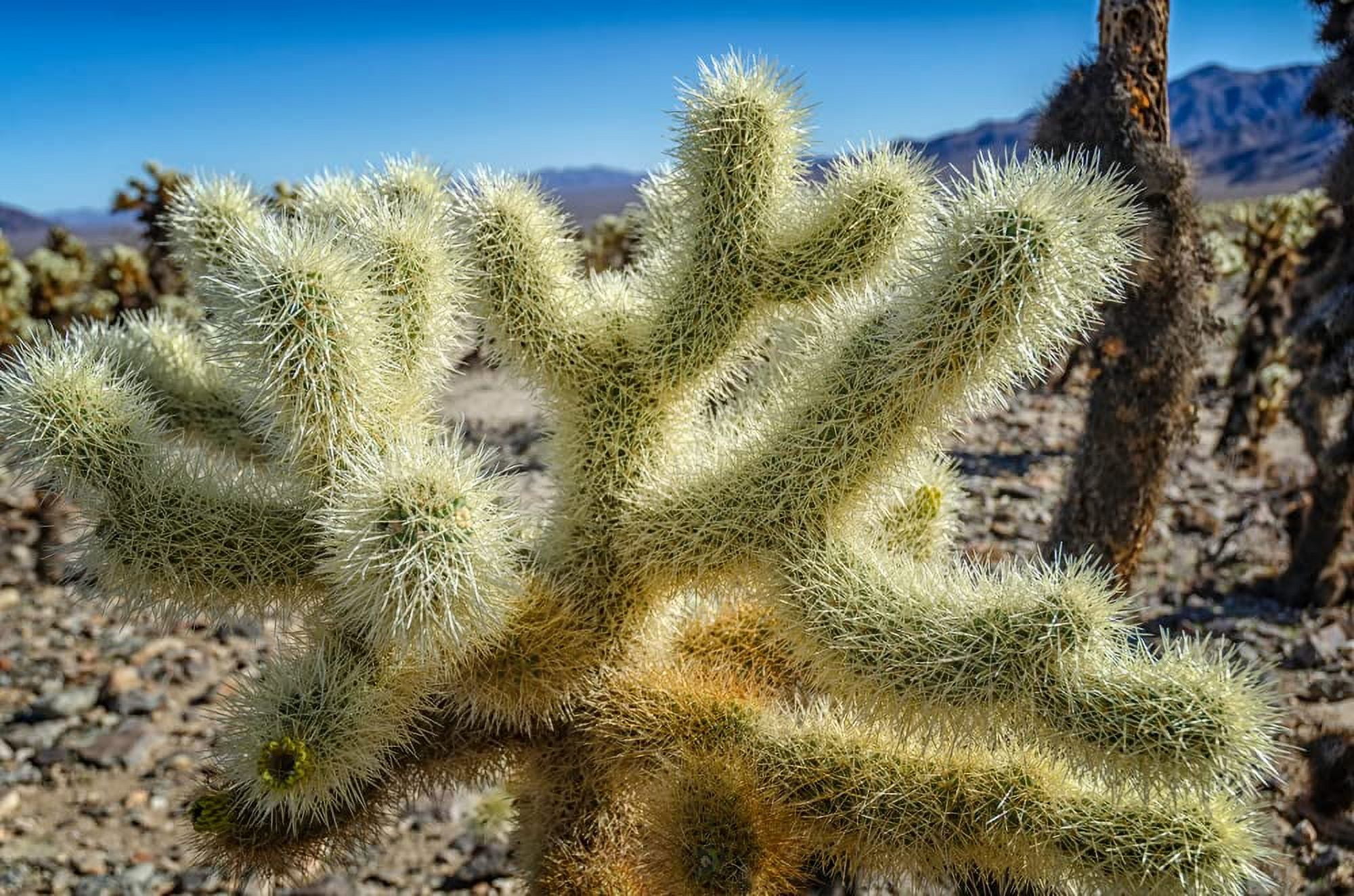 Teddy Bear Cholla Cacti Seeds for Planting (15 Seeds) Cylindropuntia Teddy Bear Cholla Cacti Seeds for Planting (15 Seeds) Cylindropuntia