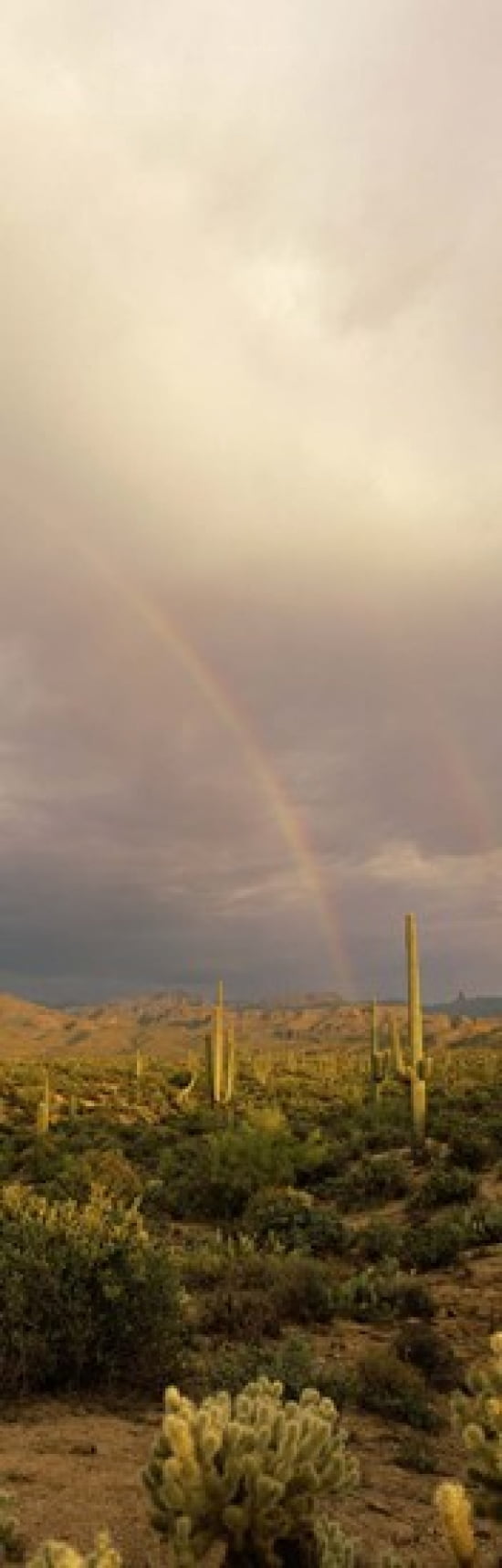 Teddy-Bear Cholla and Saguaro cacti on a landscape Sonoran Desert Phoenix Arizona USA Canvas Art - Panoramic Images (18 x 6)