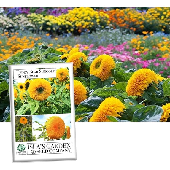 Teddy Bear Dwarf SunGold Sunflower Seeds - 50+ Non-GMO Heirloom Seeds, (Isla's Garden Seeds), Easy to Grow for Compact Gardens, Ideal for Pollinators & Bright Borders