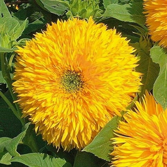 Teddy Bear - Fluffy, Giant Sunflower Seeds - 25 Seeds - Up to 36" Tall Dwarfed Variety
