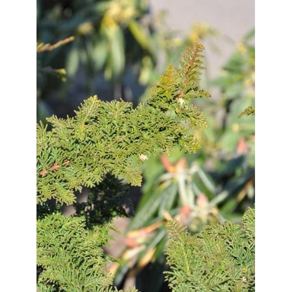 Teddy Bear Hinoki False Cypress-Compact Evergreen-Ideal for Small Gardens 3 Gallon