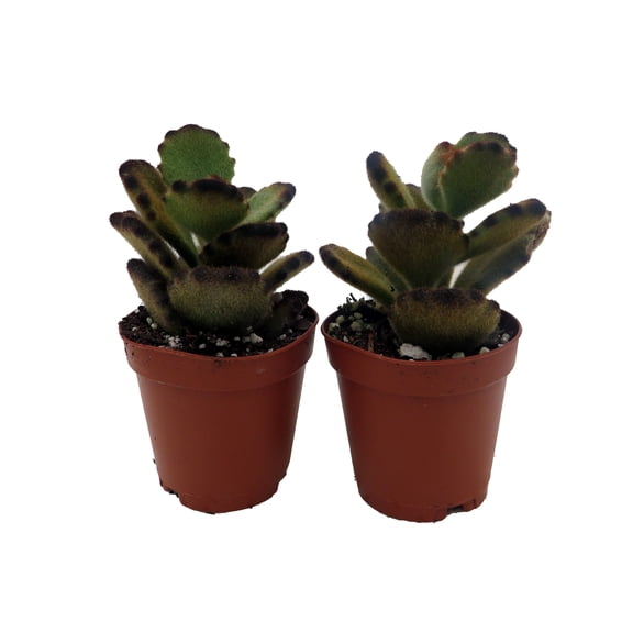 Teddy Bear - Kalanchoe tomentosa - 2 plants -2" pots