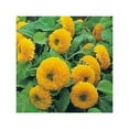 thumbnail image 1 of Teddy Bear Sunflower Seeds (20 Seed Pack), 1 of 1