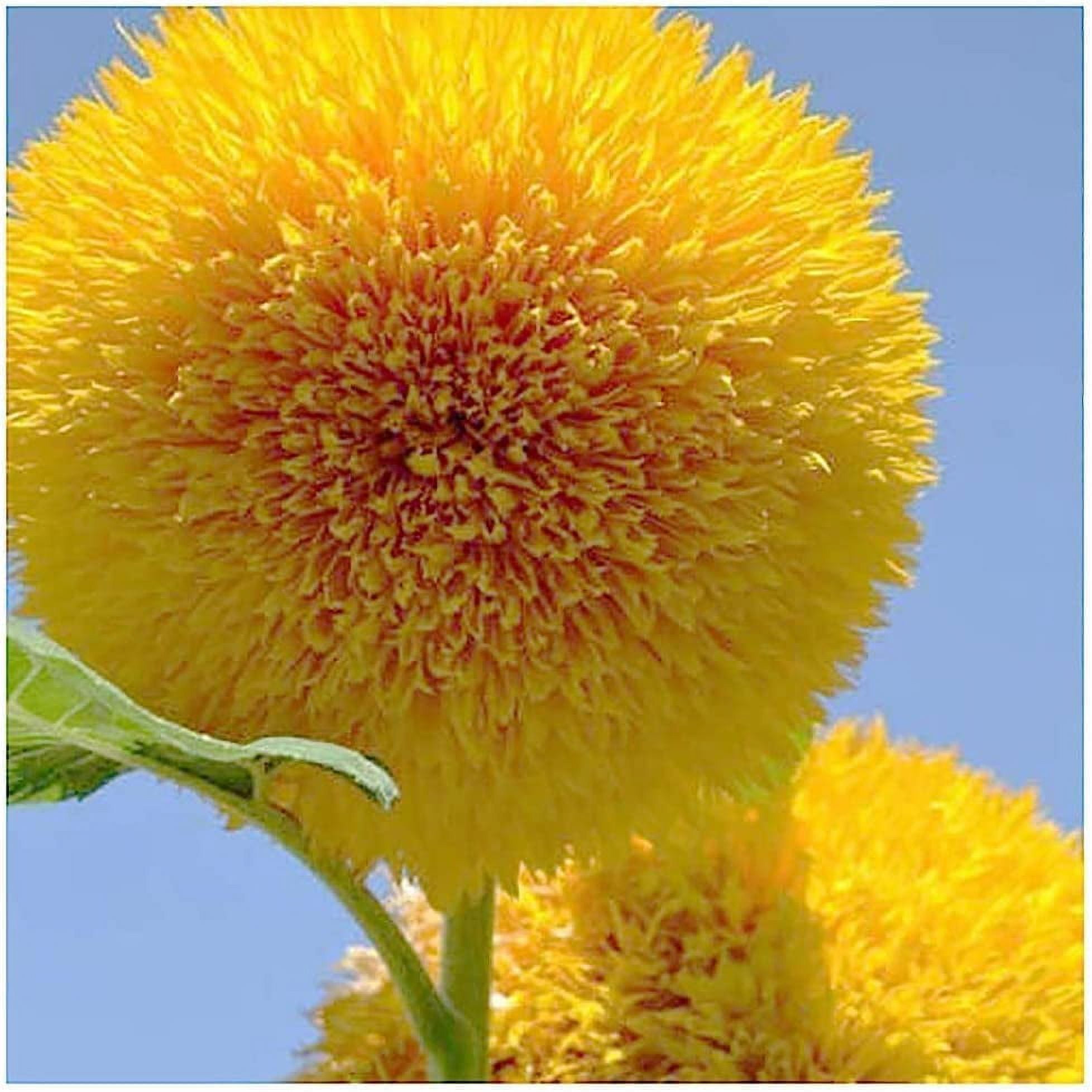 Teddy Bear Sunflower Seeds 50+ Seeds Exotic Garden Flower
