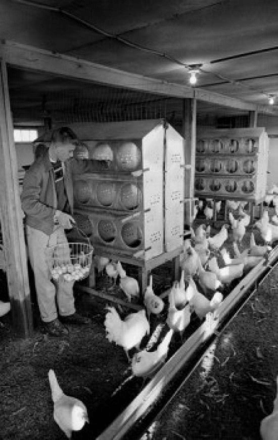 Teenage boy gathering eggs in chicken coop Canvas Art - (24 x 36)