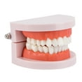 Teeth Model Standard Dental Teaching Study Typodont Demonstration Tool