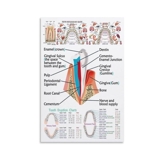 Teeth Reflexology Guide Poster Dental Clinic Decor (1) Canvas for Living Room Bedroom Decor