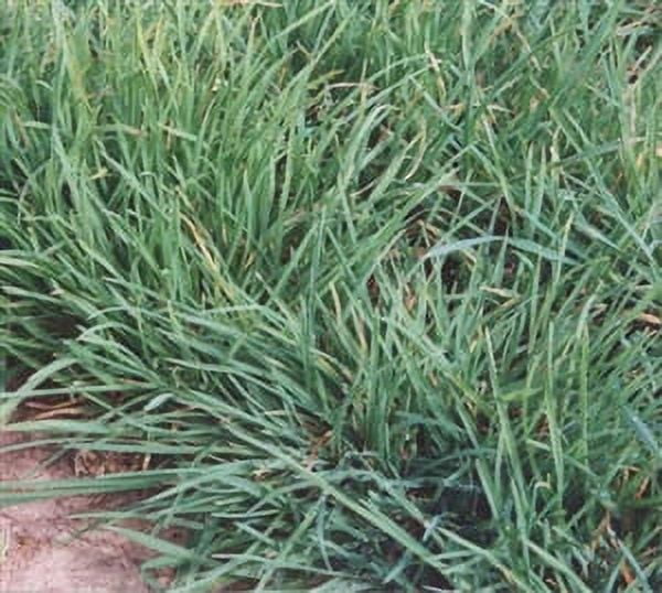 Tekapo Premium Orchard Grass Seed - 5 Lbs.