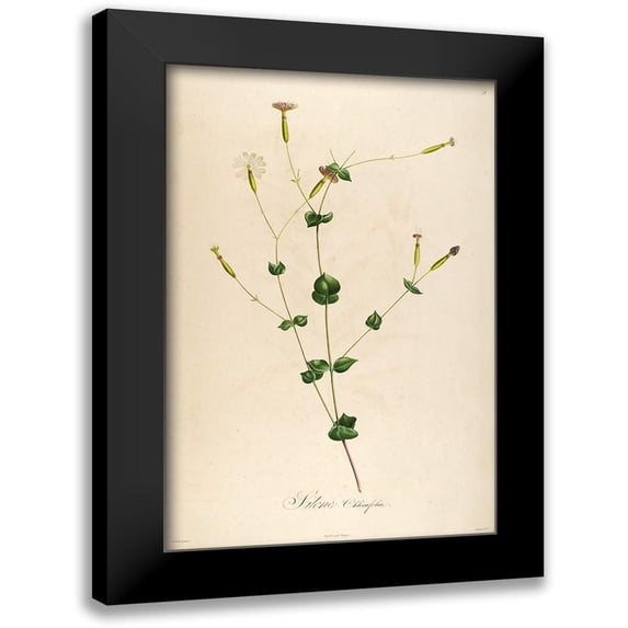 Telik, Tracey 10x14 Black Modern Framed Museum Art Print Titled - Vintage Botanical 178