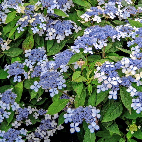 Teller's Blue Hydrangea Bare Root Flowering Starter Shrub, One Plant per Offer