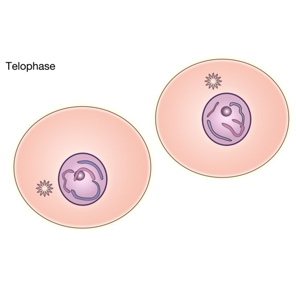 Telophase of Mitosis Poster Print by Spencer Sutton/Science Source (24 x 18)