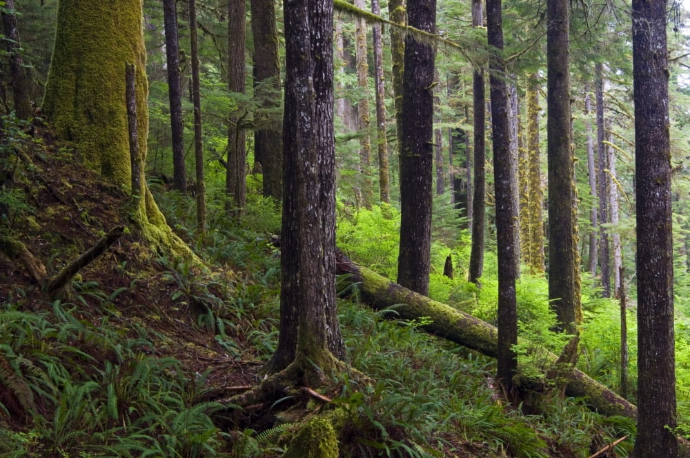 Temperate Rain Forest Carmanah-Walbran Provincial Park Vancouver Island British Columbia Canvas Art - Mike Grandmaison Design Pics (17 x 11)