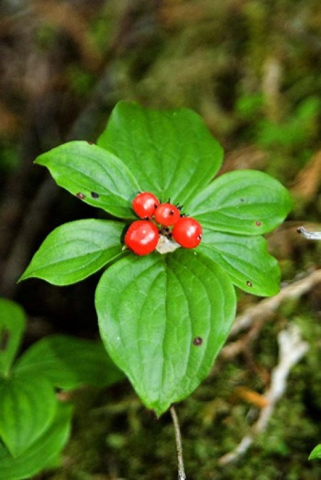 Temperate Rainforest Berries Bramham British Columbia Canvas Art - Roddy Scheer DanitaDelimont (18 x 26)