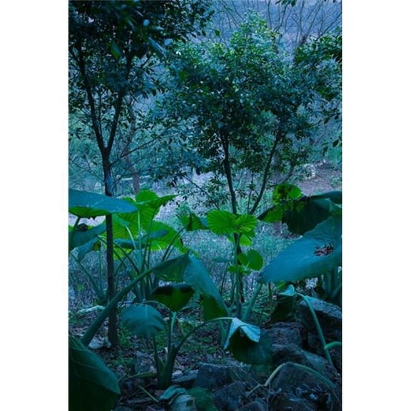 Temple Garden Fengdu Chongqing Province China Poster Print by Walter Bibikow Danitadelimont - 23 x 35 in.