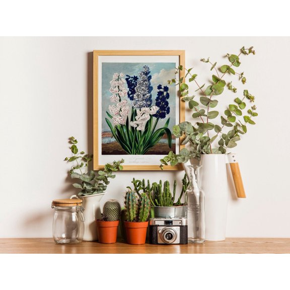 Temple Of Flora Hyacinths Wall Art Print, Robert John Thornton Botanical Decor