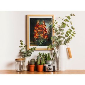 Temple Of Flora Superb Lily Wall Art Print, Robert John Thornton Botanical Decor Unframed Paper Print