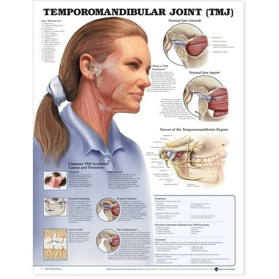 Temporomandibular Joint (TMJ) Anatomical Chart - Laminated