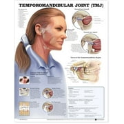 Temporomandibular Joint TMJ Anatomical Chart - Laminated