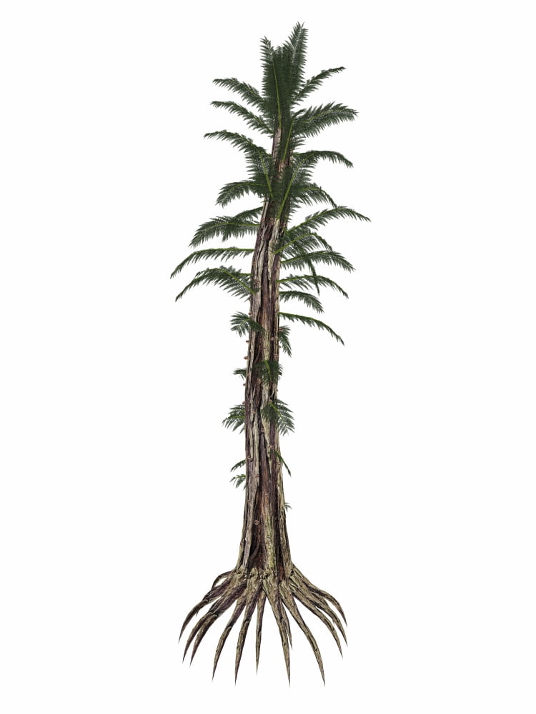 Tempskya prehistoric tree-like fern Canvas Art - Elena DuvernayStocktrek Images (13 x 17)