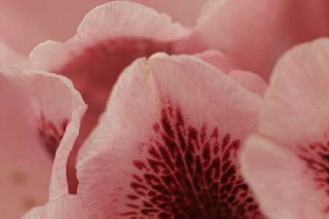 Tender Petals I Canvas Art - Rita Crane (24 x 36)