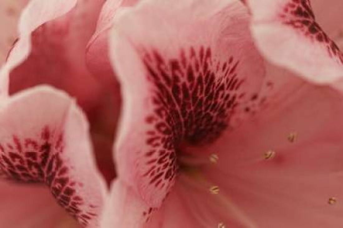 Tender Petals II Canvas Art - Rita Crane (24 x 36)