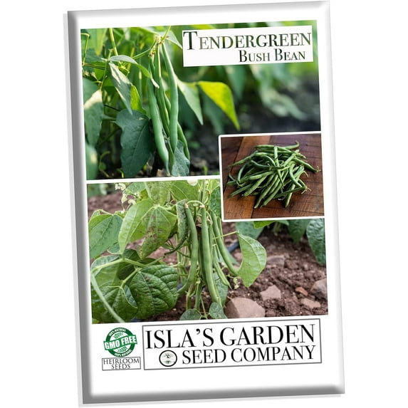 Tendergreen Green Bean Seeds, 50 Heirloom Seeds Per Packet, Non GMO Seeds