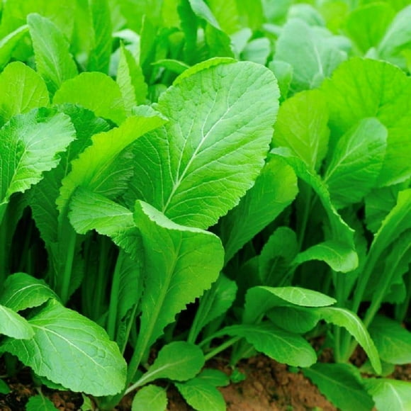 Tendergreen Mustard Green Seeds - 200 Count Seed Pack - an Heirloom Mustard with a mild Flavor - Country Creek LLC