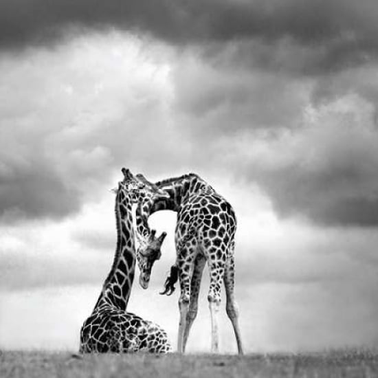 Tenderness Canvas Art - Marina Cano (24 x 24)