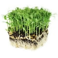 thumbnail image 1 of Tendril Pea Microgreens Seeds - 1 Oz Packet ~90 Seeds - Non-GMO Peas Sprouting Seed for Vegetable Gardening, Cover Crop, Microgreen Pea Shoots, 1 of 6
