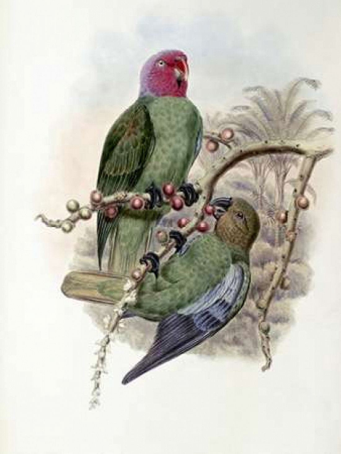 Tenimber Parrot Canvas Art - John Glover (18 x 24)