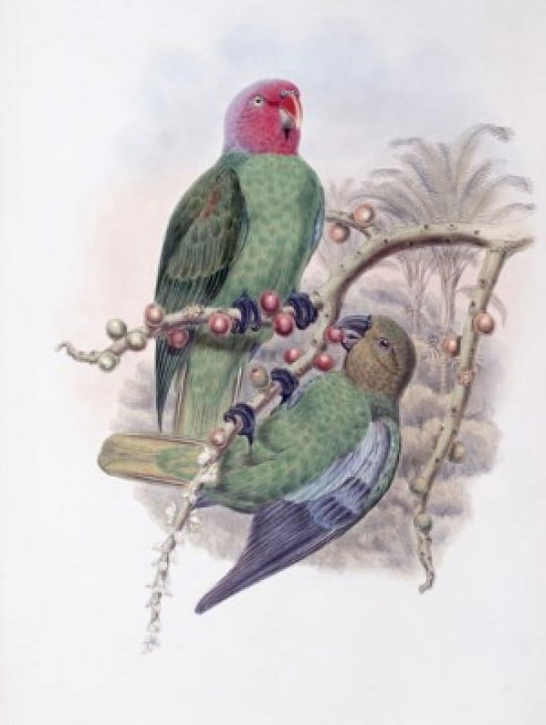 Tenimber Parrot John Gould (1804-1881 British) Canvas Art - John Gould (24 x 36)