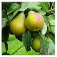 Tenn Pear Tree, Fruit Bearing, Deciduous, Ornamental Value, 7 gal